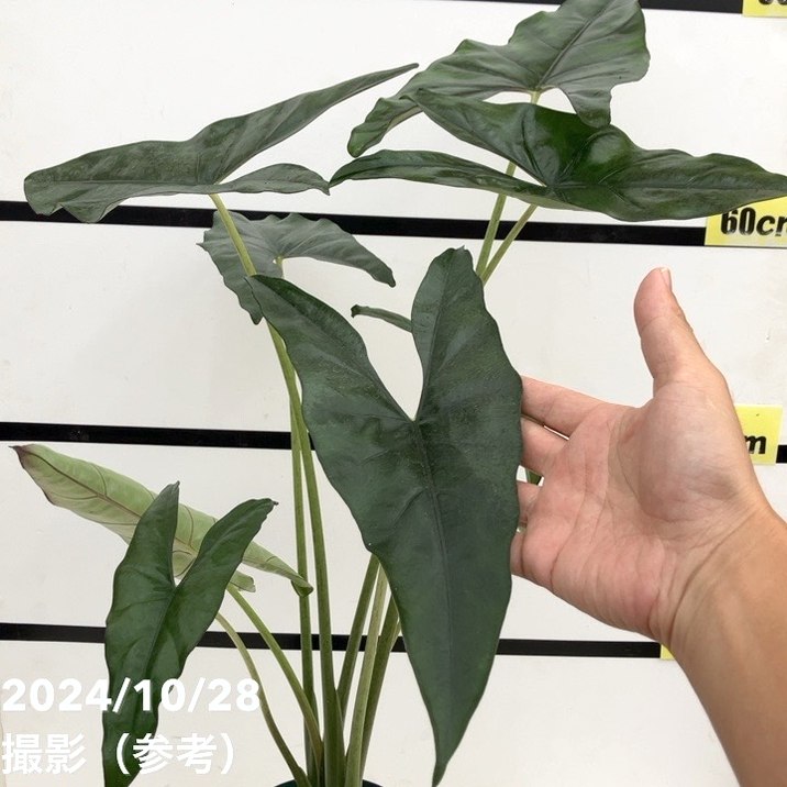 アロカシア6種＋小芋複数 アロカシア6種＋小芋複数 アロカシア プリンセプス Alocasia princeps