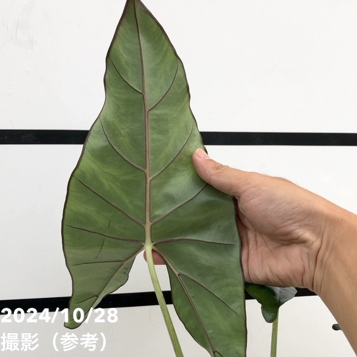 アロカシア プリンセプス Alocasia princeps 5号ロングスリット鉢