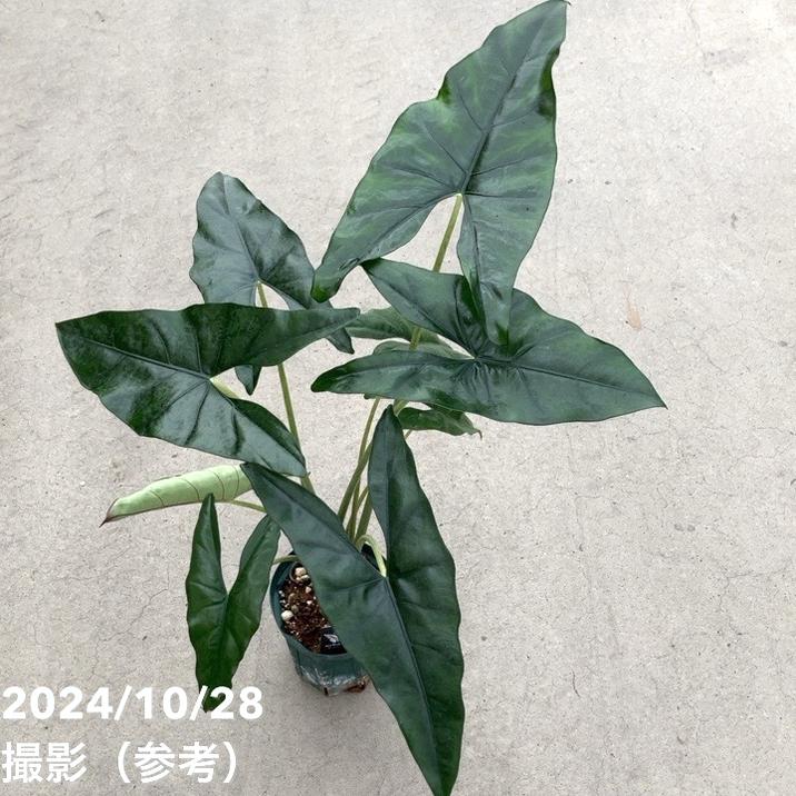 大特価！5鉢価格！アロカシア　アレカヤシ　モンステラ　ポトス　苗　苗木　観葉植物 大特価！5鉢価格！アロカシア アレカヤシ モンステラ ポトス 苗 苗木