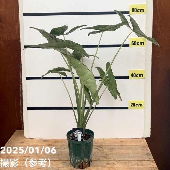 Aphros Queen プラチナシリーズ アロカシア プリンセプス Alocasia princeps 5号ロングスリット鉢