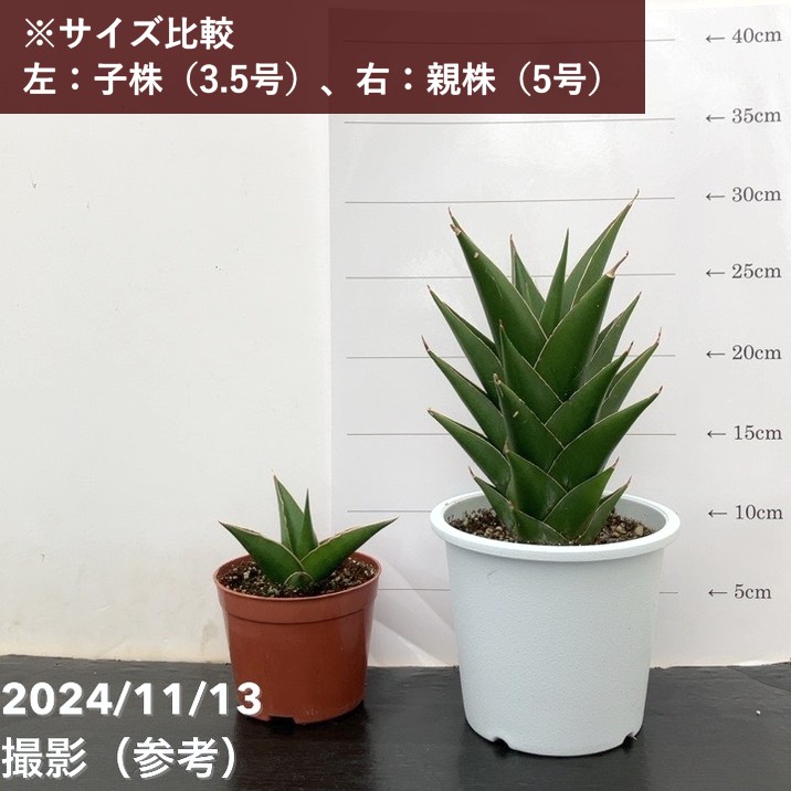 サンスベリア 3.5号 タワーブルー（子株）｜観葉02-D2 | 観葉・多肉