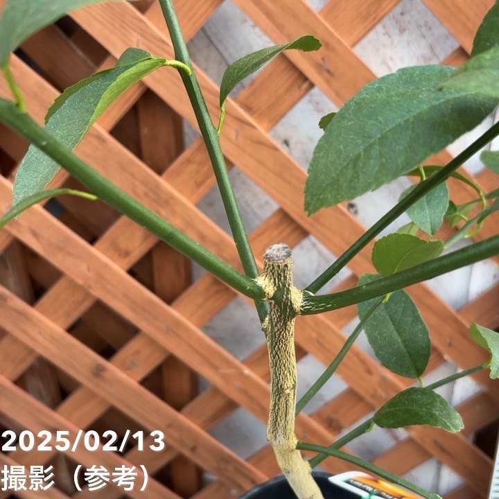 稀少 ロングモレ 天然素材 モスグリーン】ロングストレート【ウィッグ】【高品質コスプレ