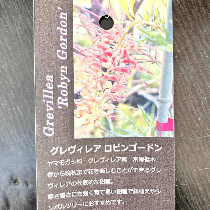 グレビレア ロビンゴードン 5号 ※お届けに10日程度かかる場合がござい