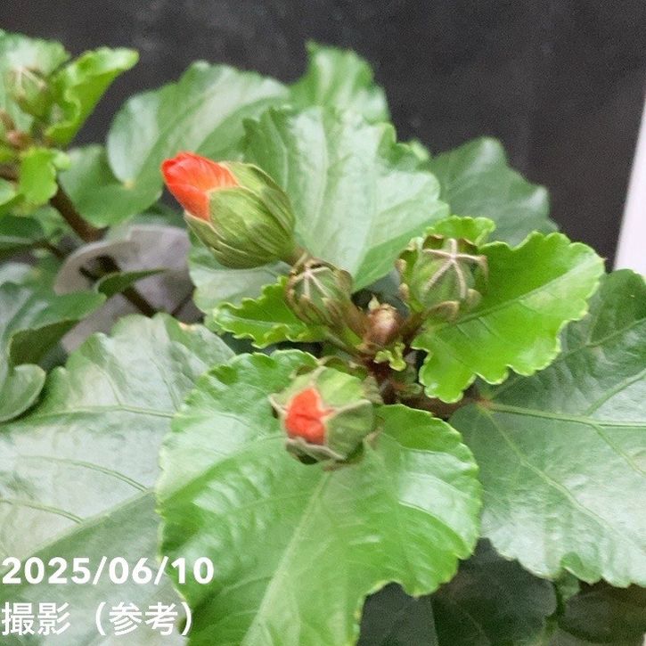 ハイビスカス プチシリーズ プチオレンジ PVP 5号｜花木04-PA | 花木