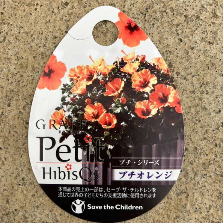 ハイビスカス プチシリーズ プチオレンジ PVP 5号｜花木04-PA