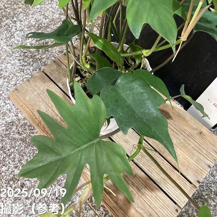 フィロデンドロン タンゴ ドラゴンリーフ 6号|観葉04-PA