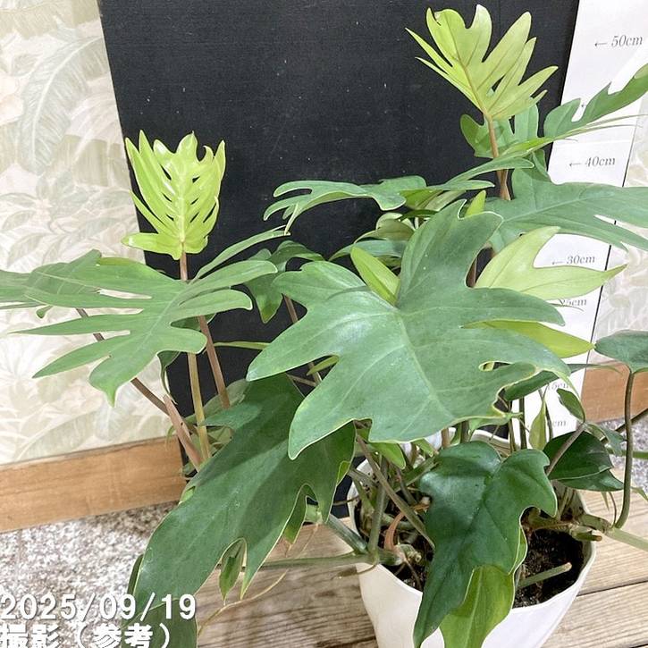 フィロデンドロン タンゴ ドラゴンリーフ 6号|観葉04-PA