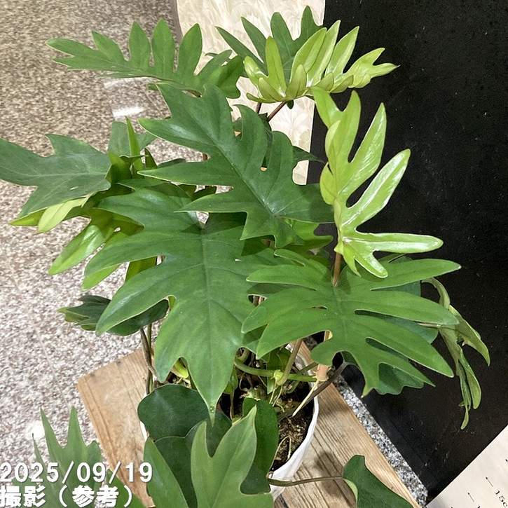 フィロデンドロン タンゴ ドラゴンリーフ 6号|観葉04-PA