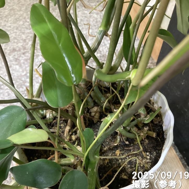 フィロデンドロン タンゴ ドラゴンリーフ 6号|観葉04-PA