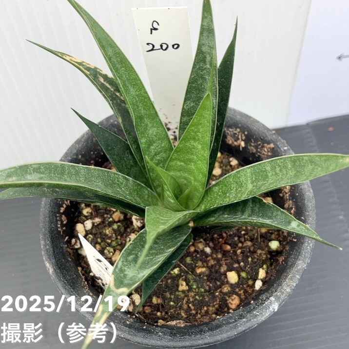 【激レア!現品お届け】サンスベリア 3号 龍神 生産鉢仕様(S200)|観葉02-D2