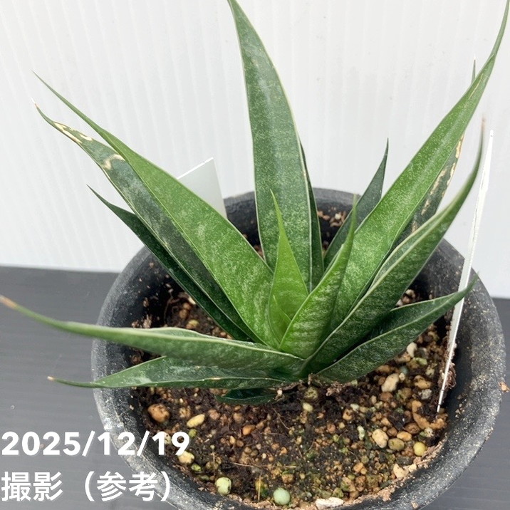 【激レア!現品お届け】サンスベリア 3号 龍神 生産鉢仕様(S200)|観葉02-D2