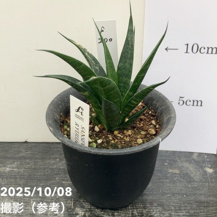 【激レア!現品お届け】サンスベリア 3号 龍神 生産鉢仕様(S200)|観葉02-D2