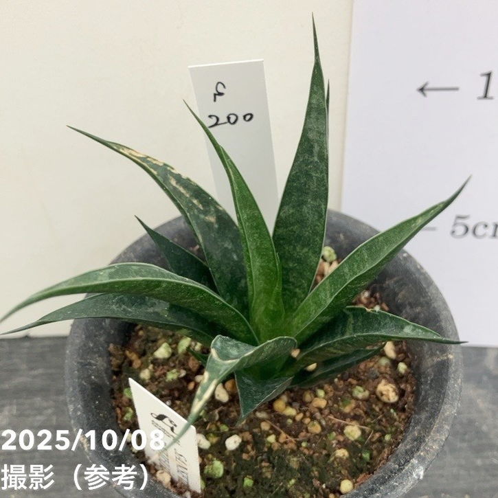 【激レア!現品お届け】サンスベリア 3号 龍神 生産鉢仕様(S200)|観葉02-D2
