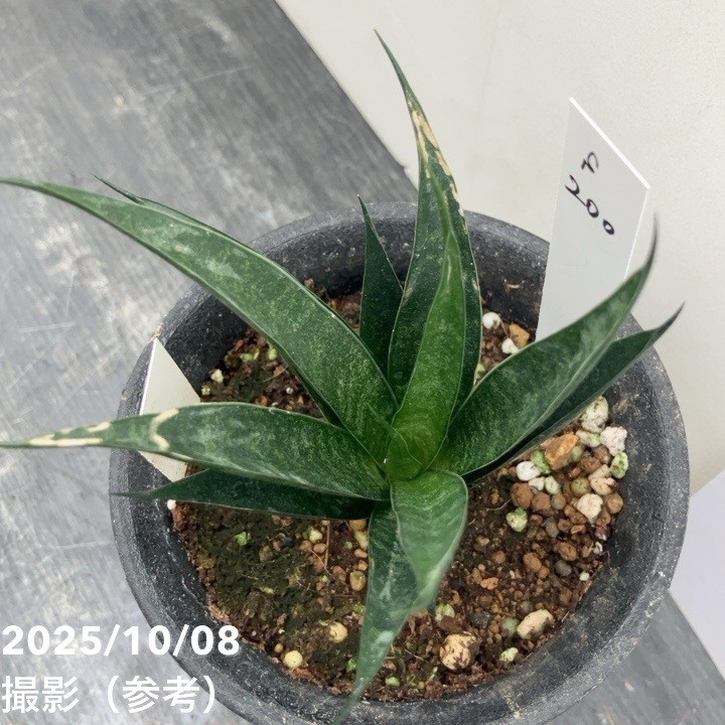 【激レア!現品お届け】サンスベリア 3号 龍神 生産鉢仕様(S200)|観葉02-D2