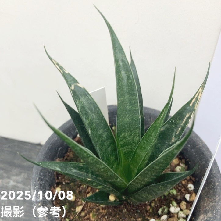 【激レア!現品お届け】サンスベリア 3号 龍神 生産鉢仕様(S200)|観葉02-D2