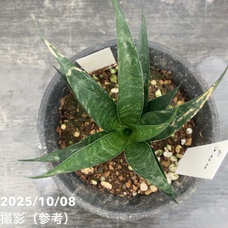 【激レア!現品お届け】サンスベリア 3号 龍神 生産鉢仕様(S200)|観葉02-D2