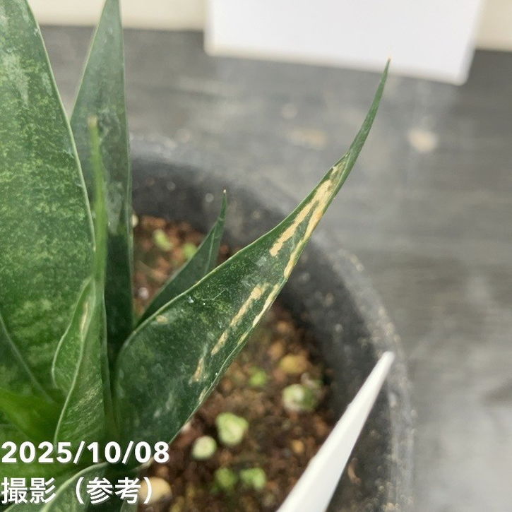 【激レア!現品お届け】サンスベリア 3号 龍神 生産鉢仕様(S200)|観葉02-D2