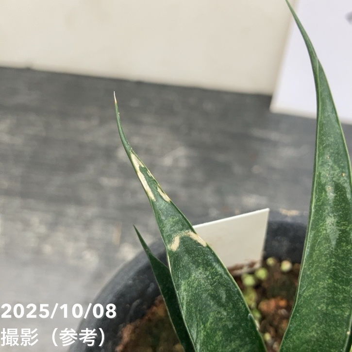 【激レア!現品お届け】サンスベリア 3号 龍神 生産鉢仕様(S200)|観葉02-D2