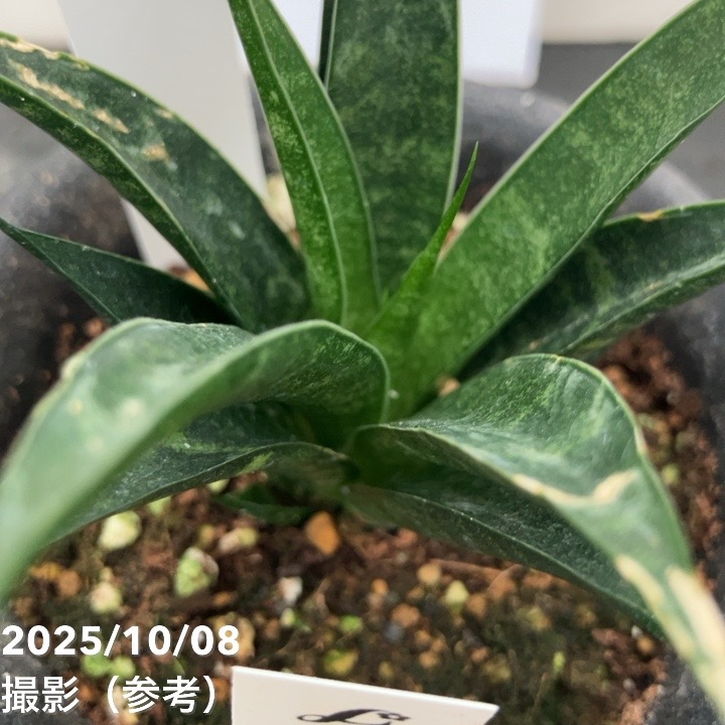 【激レア!現品お届け】サンスベリア 3号 龍神 生産鉢仕様(S200)|観葉02-D2