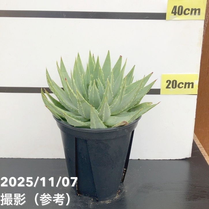 現品お届け】アロエ ポリフィラ Aloe polyphylla 7号（3）｜観葉10-TU