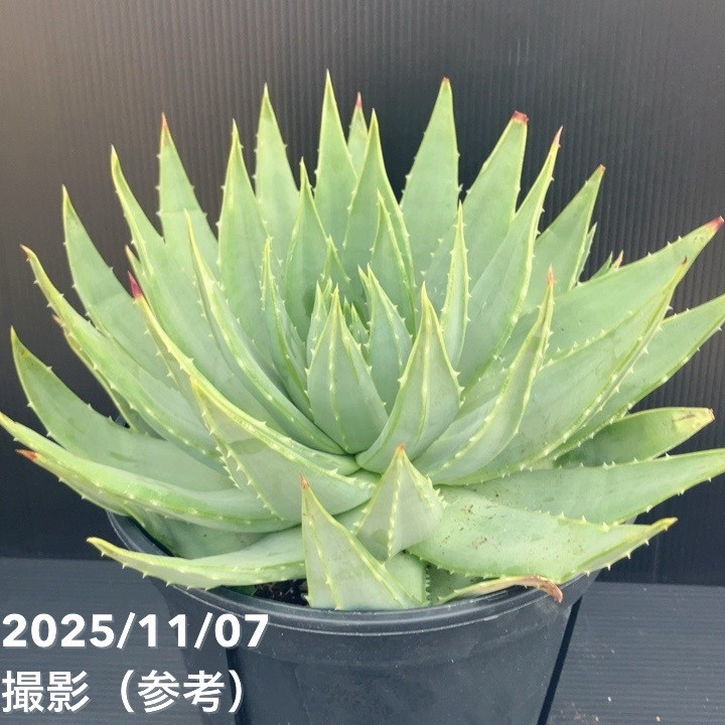 現品お届け】アロエ ポリフィラ Aloe polyphylla 7号（3）｜観葉10-TU