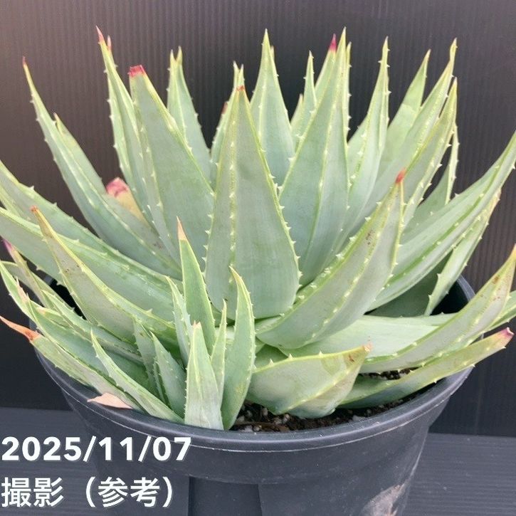 現品お届け】アロエ ポリフィラ Aloe polyphylla 7号（3）｜観葉10-TU