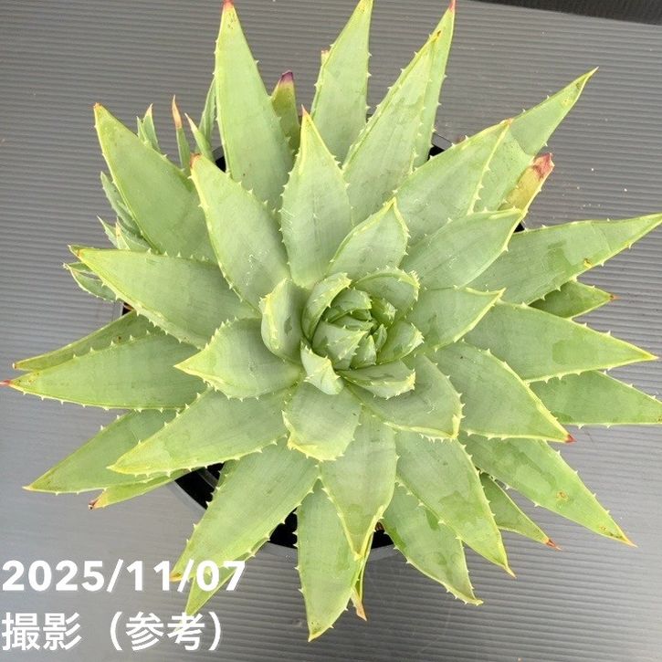 現品お届け】アロエ ポリフィラ Aloe polyphylla 7号（3）｜観葉10-TU