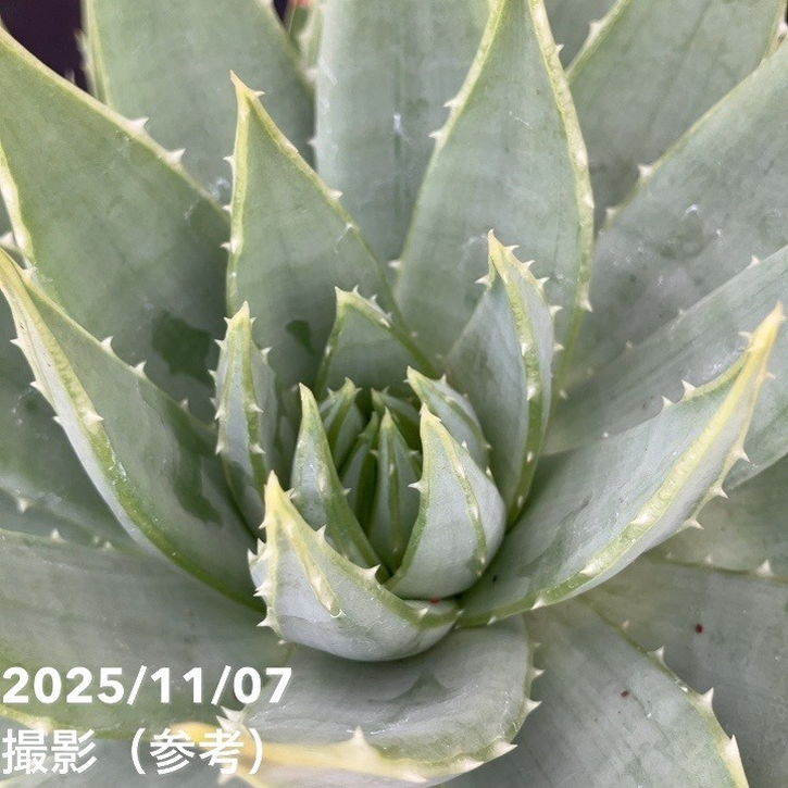 現品お届け】アロエ ポリフィラ Aloe polyphylla 7号（3）｜観葉10-TU