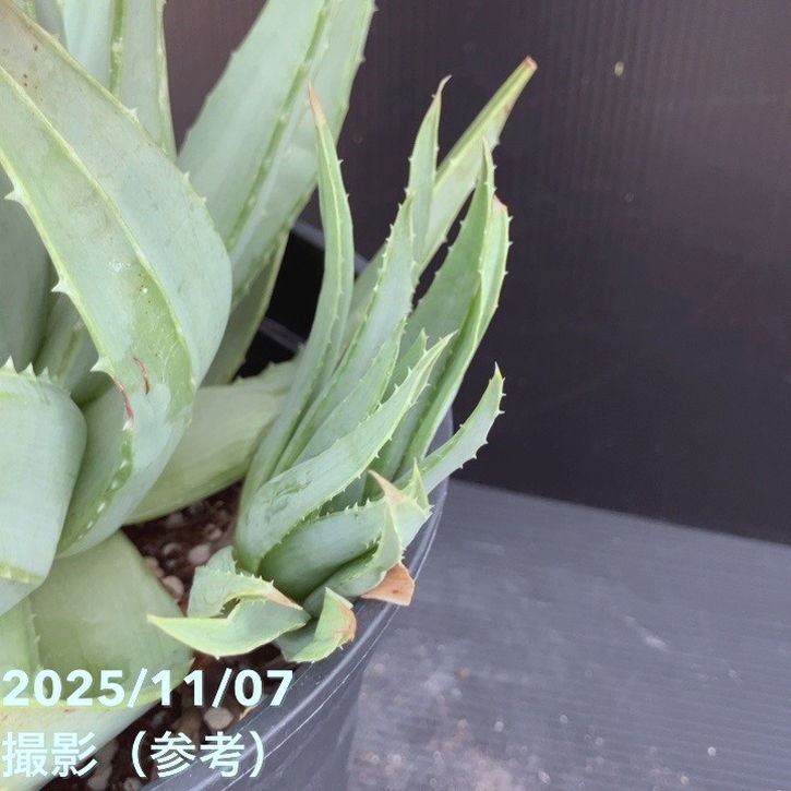 現品お届け】アロエ ポリフィラ Aloe polyphylla 7号（3）｜観葉10-TU
