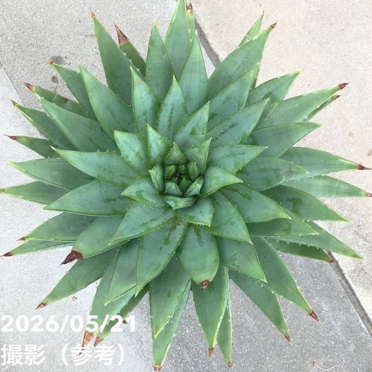 現品お届け】アロエ ポリフィラ Aloe polyphylla 7号（3）｜観葉10-TU
