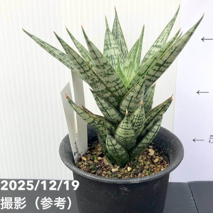 タイサンボク　斑入り　5.5号鉢 タイサンボク 斑入り 5.5号鉢