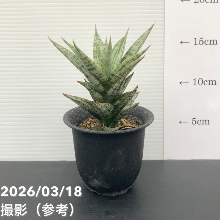 現品お届け】サンスベリア 3号 マルゲリータ プラ鉢（S229）｜観葉02