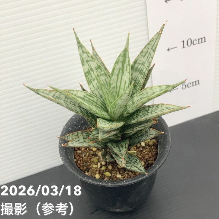 現品お届け】サンスベリア 3号 マルゲリータ プラ鉢（S229）｜観葉02