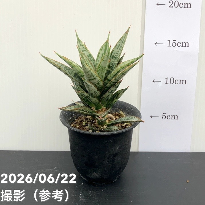 現品お届け】サンスベリア 3号 マルゲリータ プラ鉢（S229）｜観葉02