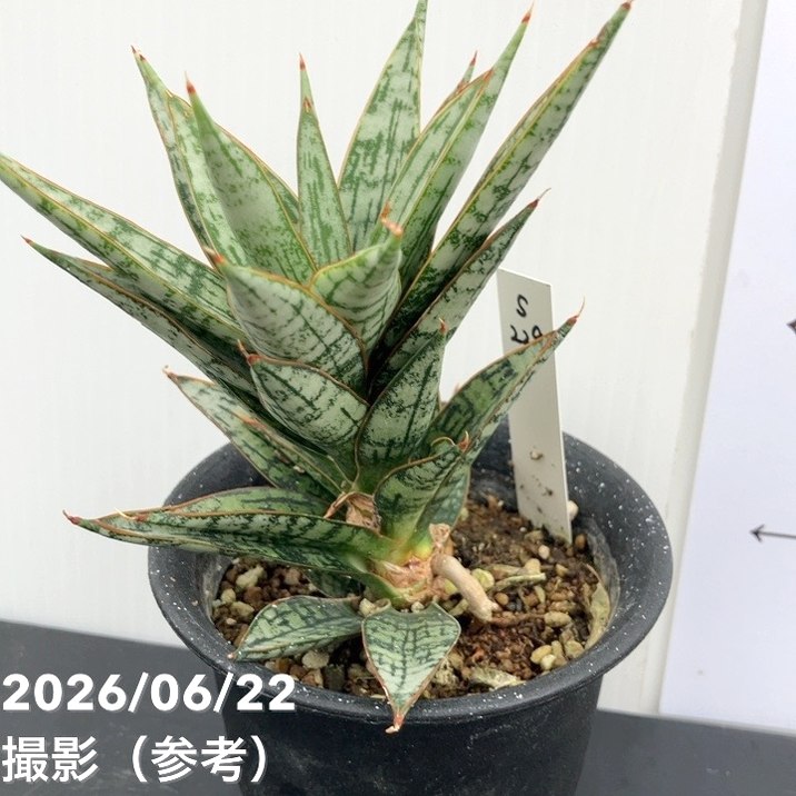 決算P5倍！10%OFF！8/2まで】【現品お届け】サンスベリア 3号