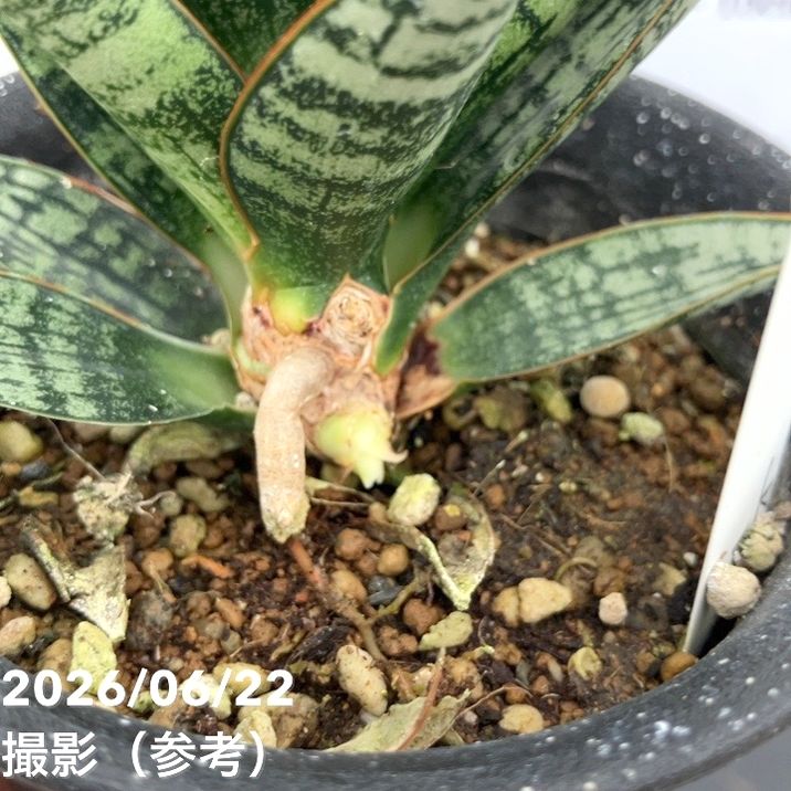 決算P5倍！10%OFF！8/2まで】【現品お届け】サンスベリア 3号