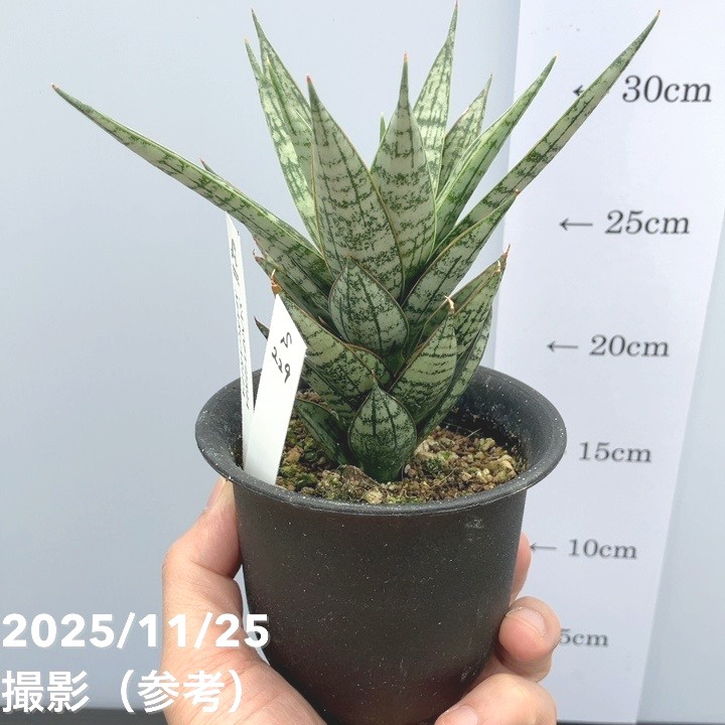 現品お届け】サンスベリア 3号 マルゲリータ プラ鉢（S229）｜観葉02