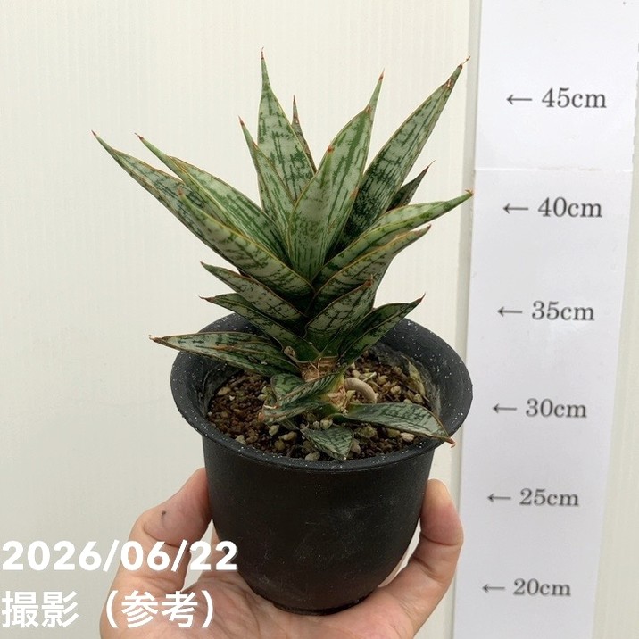 現品お届け】サンスベリア 3号 マルゲリータ プラ鉢（S229）｜観葉02