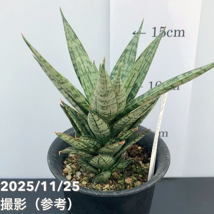 現品お届け】サンスベリア 3号 マルゲリータ プラ鉢（S229）｜観葉02