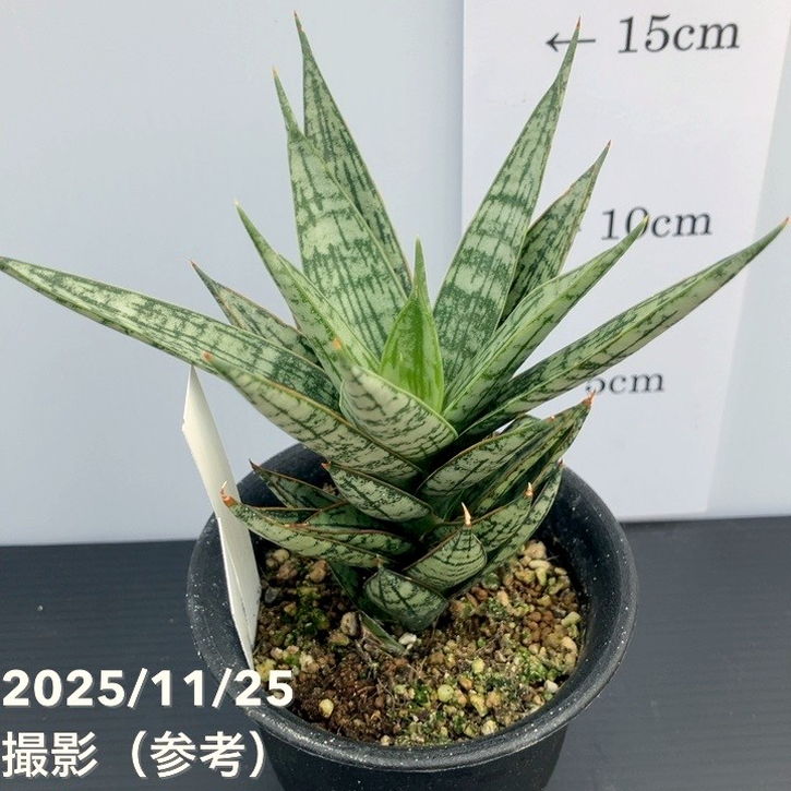 現品お届け】サンスベリア 3号 マルゲリータ プラ鉢（S229）｜観葉02