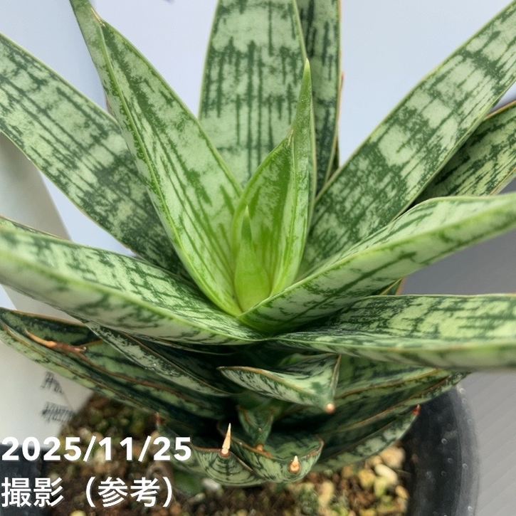 期間限定10％OFF！】【現品お届け】サンスベリア 3号 マルゲリータ