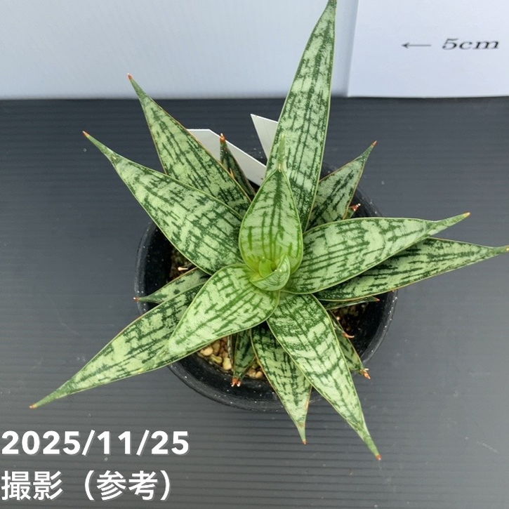 現品お届け】サンスベリア 3号 マルゲリータ プラ鉢（S229）｜観葉02