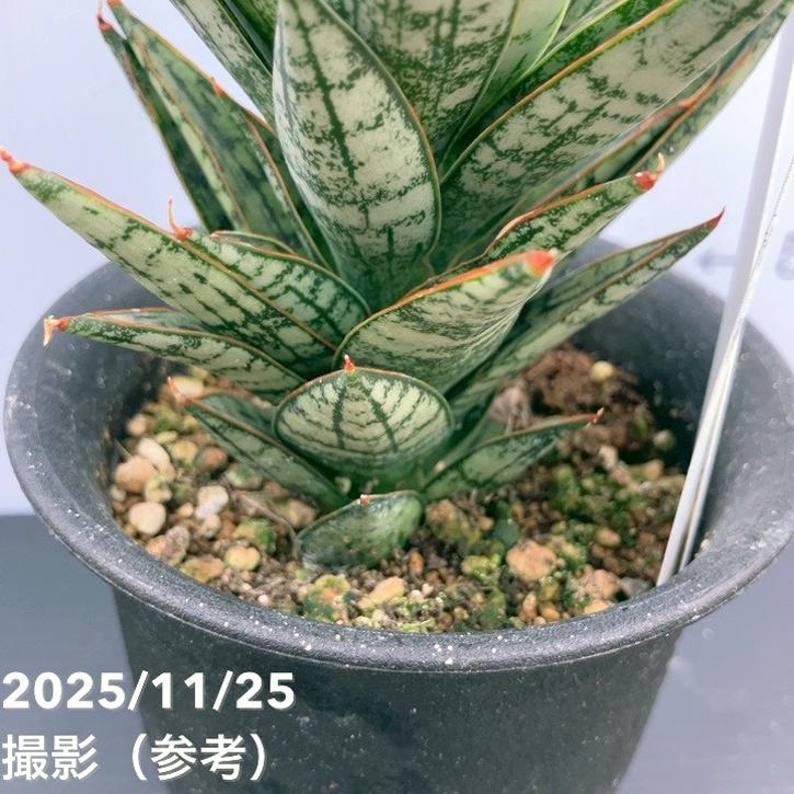 現品お届け】サンスベリア 3号 マルゲリータ プラ鉢（S229）｜観葉02