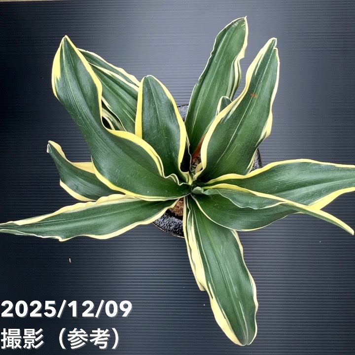 現品お届け】豊明園 万年青 オモト 麒麟冠（きりんかん） 七々子鉢