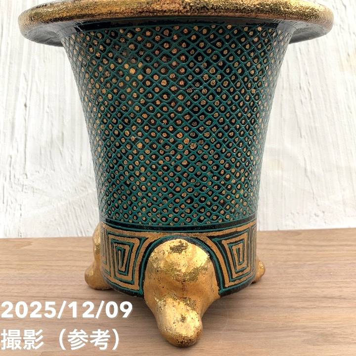 現品お届け】豊明園 万年青 オモト 麒麟冠（きりんかん） 七々子鉢
