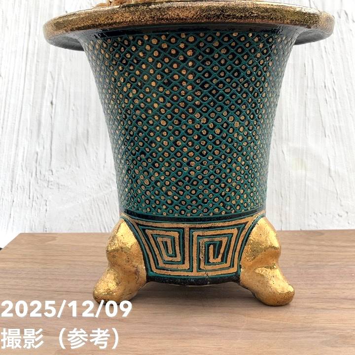 現品お届け】豊明園 万年青 オモト 麒麟冠（きりんかん） 七々子鉢