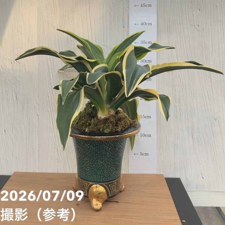 現品お届け】豊明園 万年青 オモト 麒麟冠（きりんかん） 七々子鉢