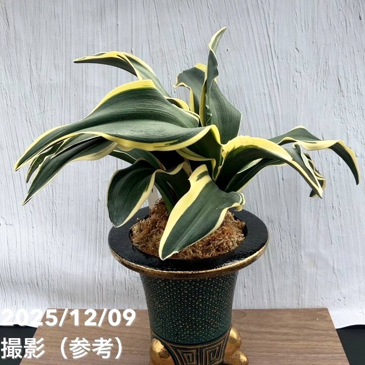 現品お届け】豊明園 万年青 オモト 麒麟冠（きりんかん） 七々子鉢