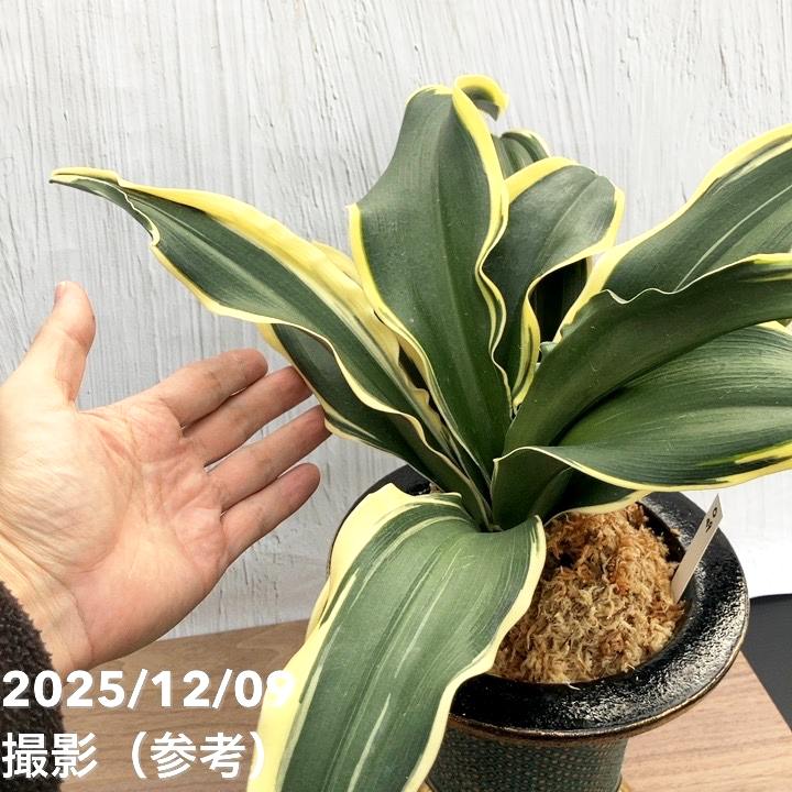 現品お届け】豊明園 万年青 オモト 麒麟冠（きりんかん） 七々子鉢