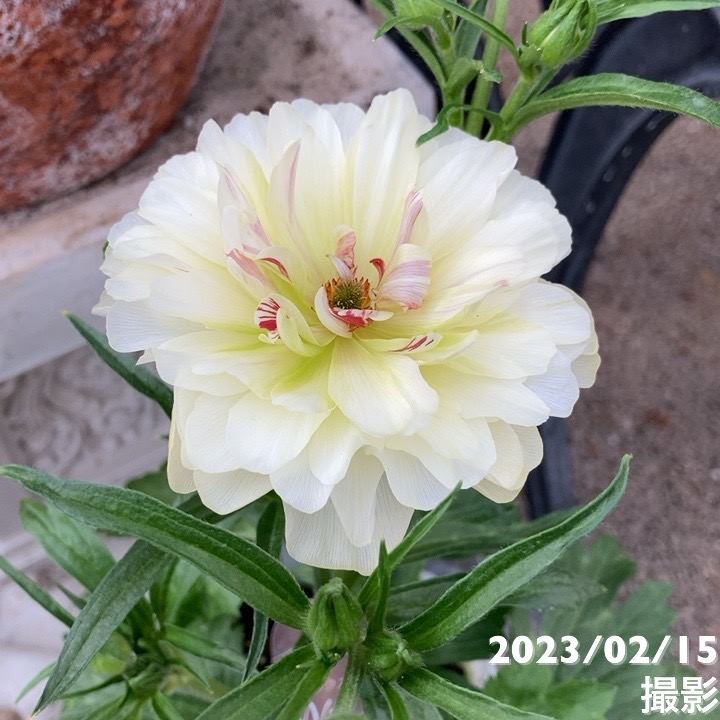 ラナンキュラス ラックスシリーズ 3.5～4号 ニノス｜草花04-PA | 草花